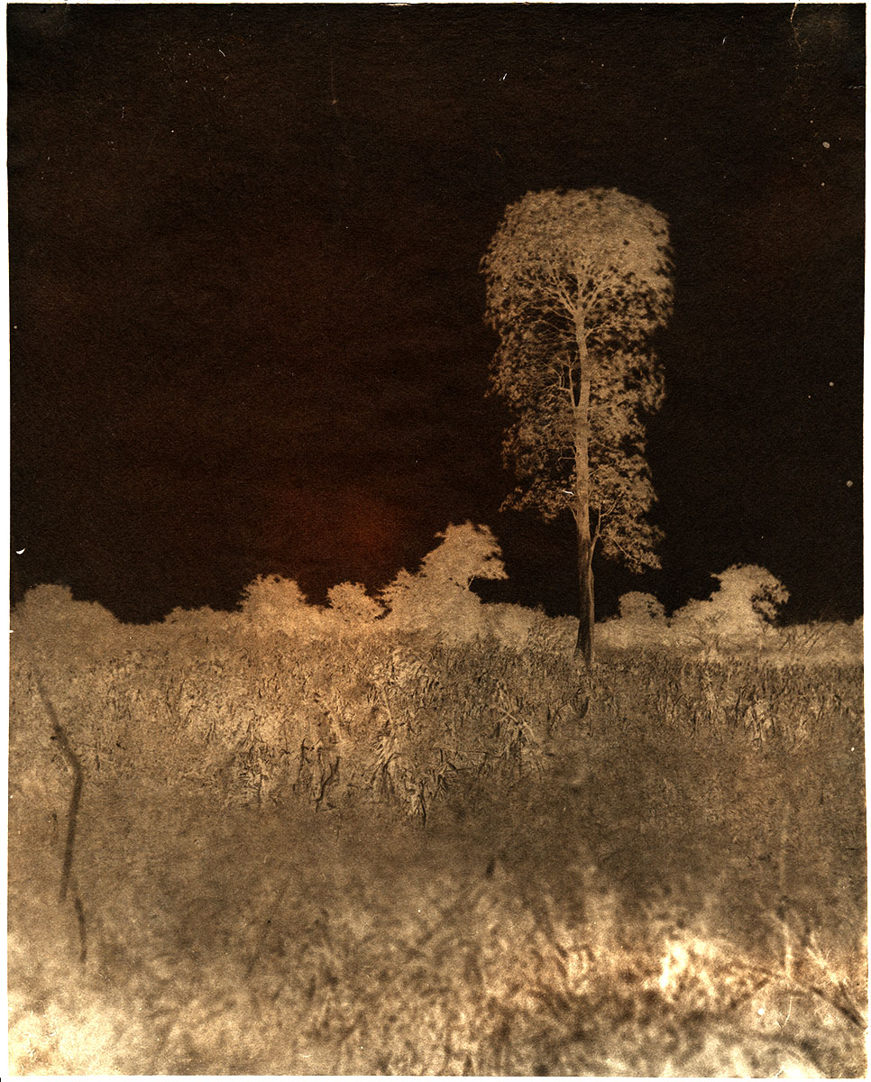 LoneTreewithSorghumcolour